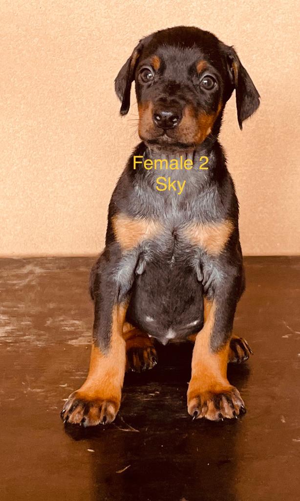 Female 2 Di Aria Doberman 2022 + Black & Rust + Female